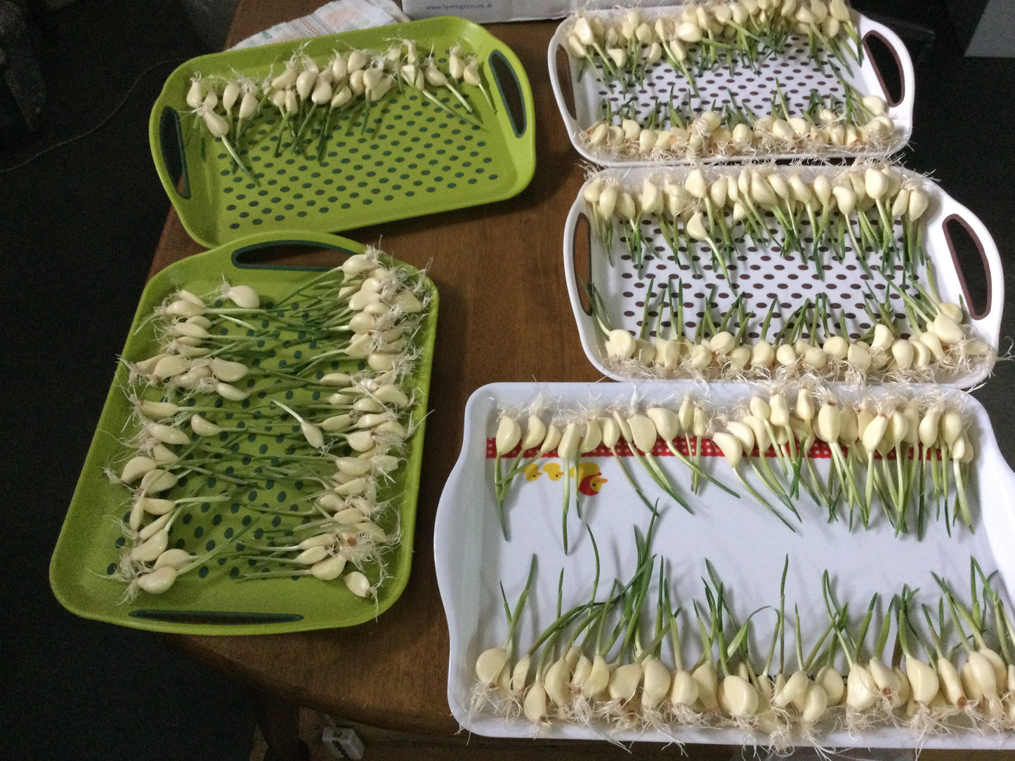 栄養満点!スプラウト(発芽)にんにく