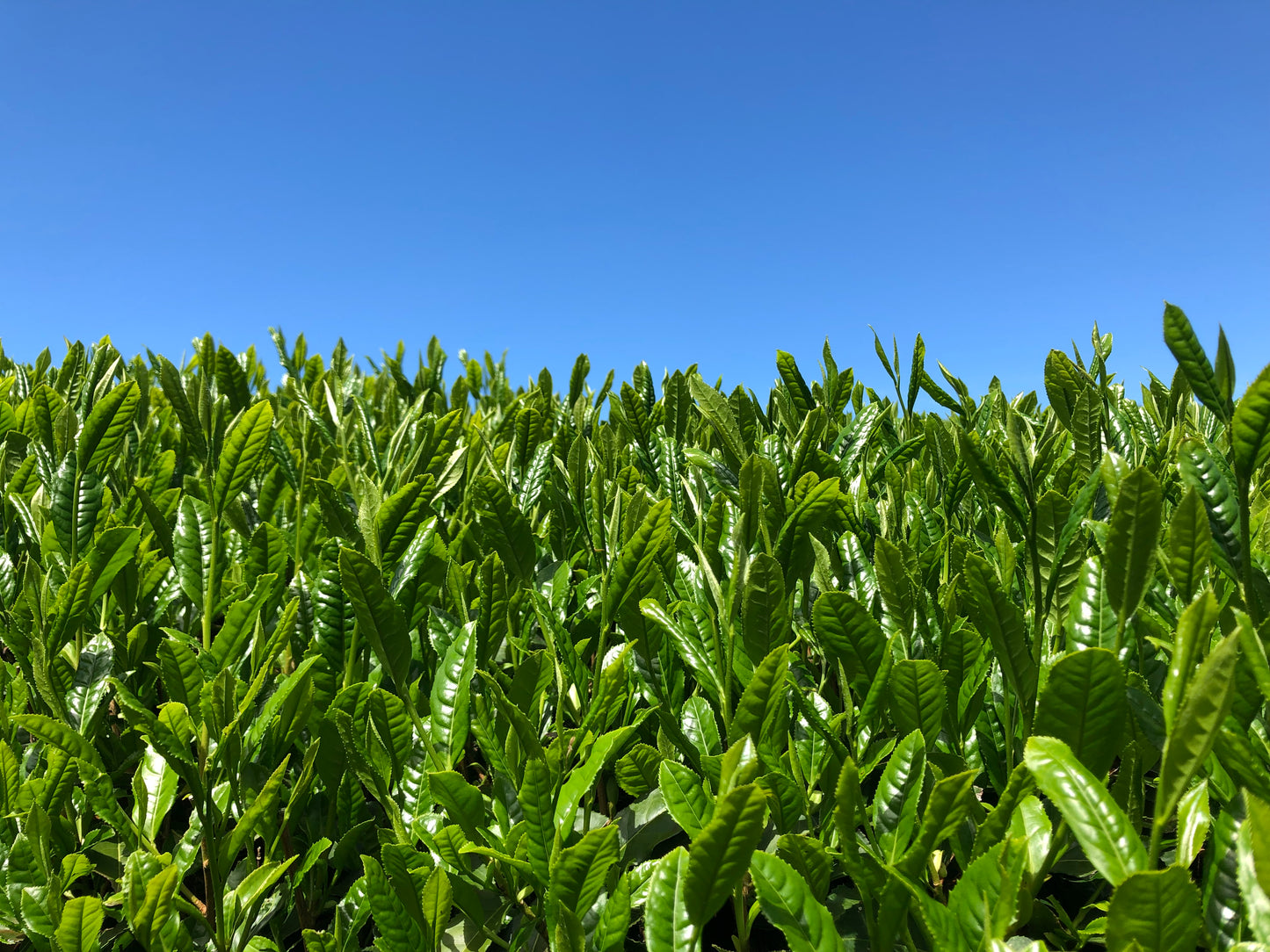 静岡HOLIC農園「深蒸し茶」3点セット