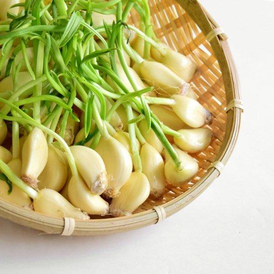 栄養満点!スプラウト(発芽)にんにく