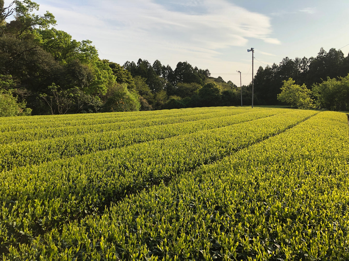 静岡HOLIC農園「深蒸し茶」３点セット